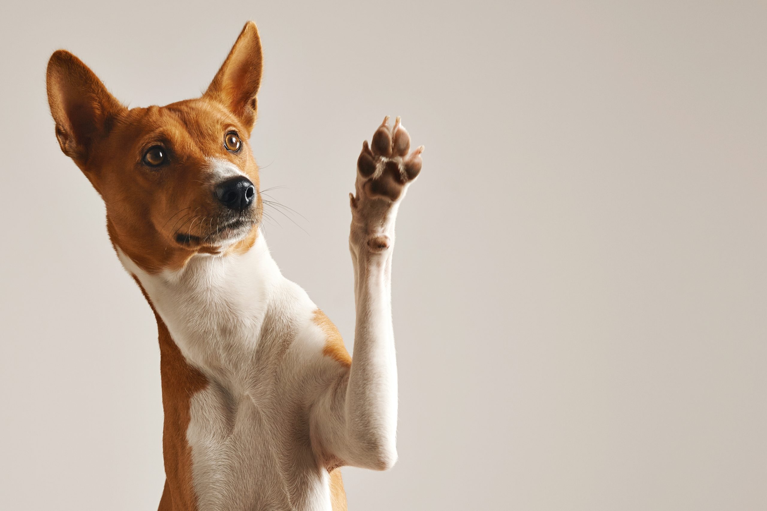 Pies rasy basenji z uniesioną łapą.