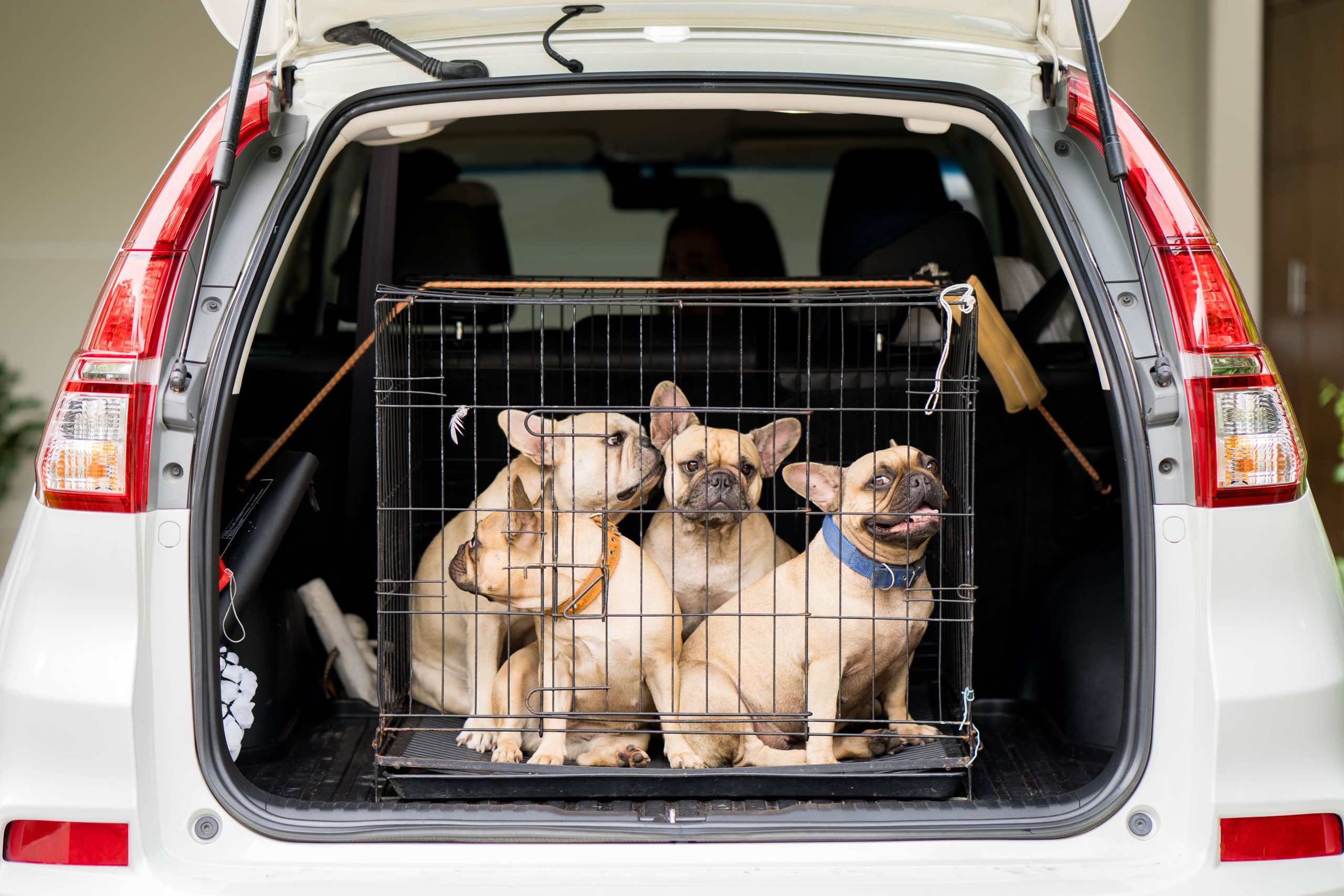 Trzy psy rasy bulldog francuski w klatce w bagażniku samochodu.
